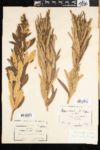 Rhus discolor image