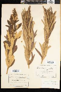 Rhus discolor image