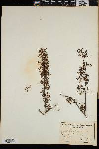 Searsia dissecta image