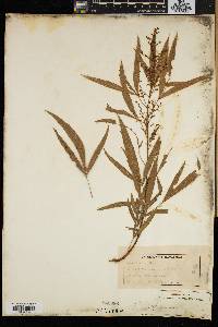 Searsia gerrardii image
