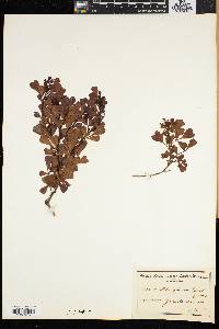 Rhus glauca image