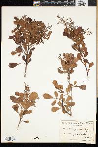 Rhus glauca image