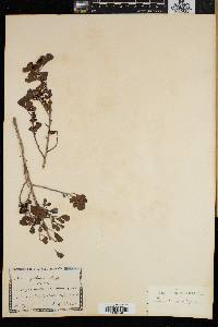 Rhus glauca image
