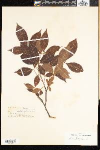 Rhus laevigata image
