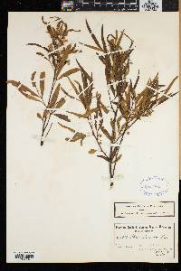 Rhus lancea image