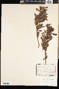 Rhus lucida image