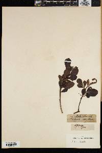 Rhus lucida image
