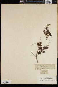 Searsia laevigata image