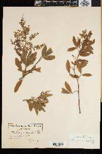Searsia laevigata image
