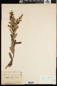 Ozoroa paniculosa image