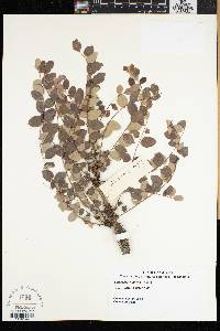 Sclerocarya birrea image