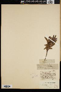 Loxostylis alata image