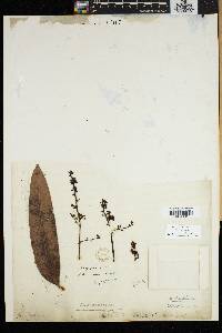 Mangifera indica image