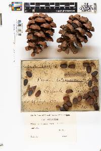 Pinus pinceana image