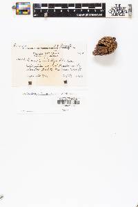 Pinus lumholtzii image