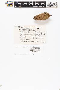 Pinus lumholtzii image