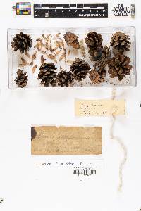 Pinus massoniana image