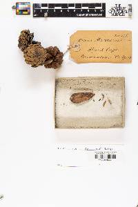 Pinus massoniana image