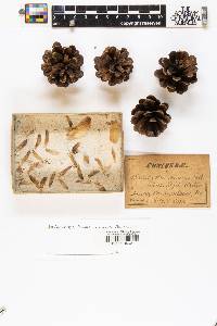 Pinus massoniana image