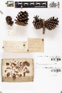 Pinus echinata image