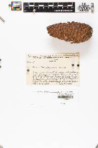 Pinus montezumae image