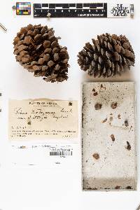 Pinus hartwegii image