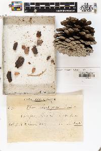 Pinus montezumae image