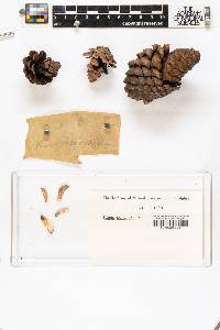 Pinus monophylla image