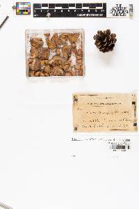 Pinus monophylla image