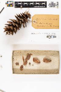 Pinus monticola image