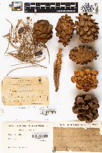 Pinus monophylla image