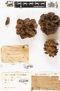 Pinus monophylla image