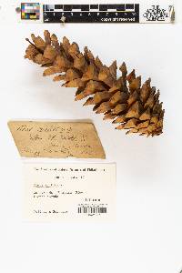 Pinus monticola image