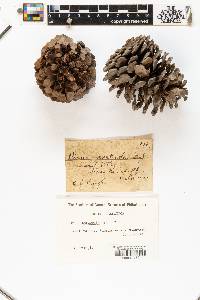Pinus monticola image