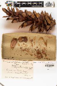 Pinus monticola image