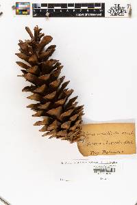 Pinus monticola image