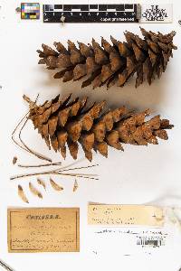 Pinus monticola image