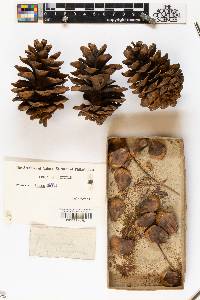 Pinus muricata image
