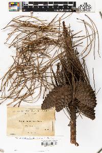 Pinus muricata image