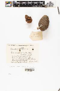 Pinus muricata image