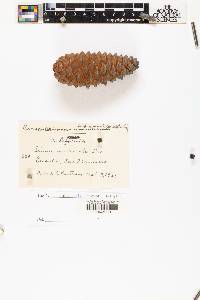 Pinus muricata image
