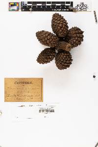 Pinus muricata image