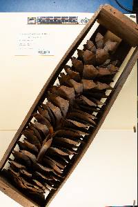 Pinus lambertiana image