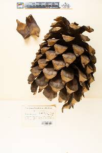 Pinus coulteri image