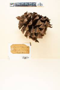 Pinus sabiniana image