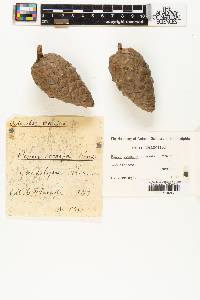 Pinus oocarpa image