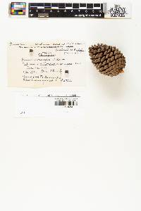 Pinus oocarpa image