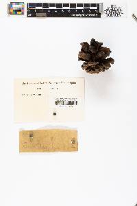 Picea pungens image