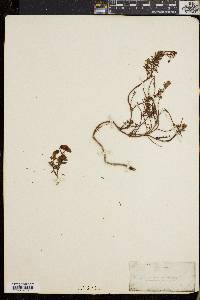 Menziesia coerulea image
