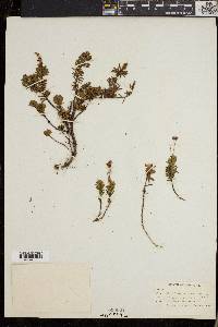 Phyllodoce caerulea image